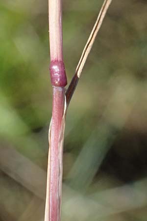 Alopecurus aequalis \ Gelbroter Fuchsschwanz / Orange Foxtail, A Schrems 14.8.2026