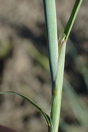 Alopecurus aequalis \ Gelbroter Fuchsschwanz / Orange Foxtail, A Zwettl 14.8.2026