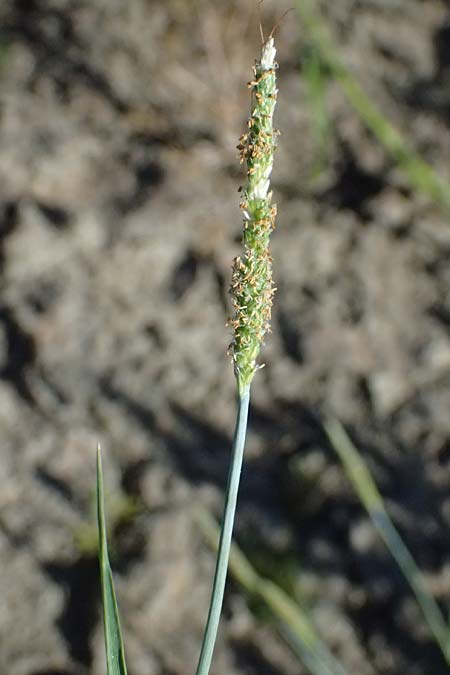 Alopecurus aequalis \ Gelbroter Fuchsschwanz / Orange Foxtail, A Zwettl 14.8.2026