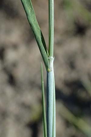Alopecurus aequalis \ Gelbroter Fuchsschwanz / Orange Foxtail, A Zwettl 14.8.2026