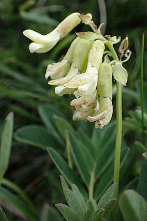 Astragalus frigidus \ Gletscher-Tragant / Pallid Milk-Vetch, A Wölzer Tauern, Kleiner Zinken 24.7.2021