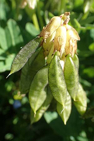 Astragalus frigidus \ Gletscher-Tragant / Pallid Milk-Vetch, A Wölzer Tauern, Hohenwart 29.7.2021