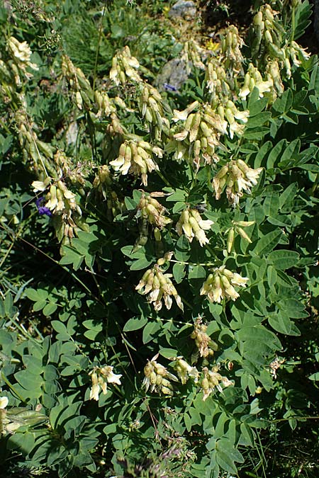 Astragalus frigidus \ Gletscher-Tragant / Pallid Milk-Vetch, A Wölzer Tauern, Hohenwart 29.7.2021