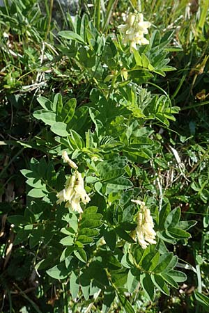 Astragalus frigidus \ Gletscher-Tragant / Pallid Milk-Vetch, A Wölzer Tauern, Hohenwart 29.7.2021