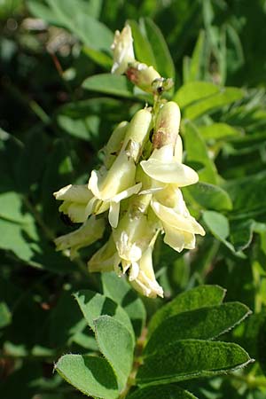 Astragalus frigidus \ Gletscher-Tragant / Pallid Milk-Vetch, A Wölzer Tauern, Hohenwart 29.7.2021
