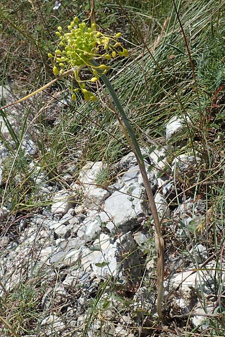 Allium flavum \ Gelber Lauch / Yellow Garlic, A Hainburg 8.7.2023