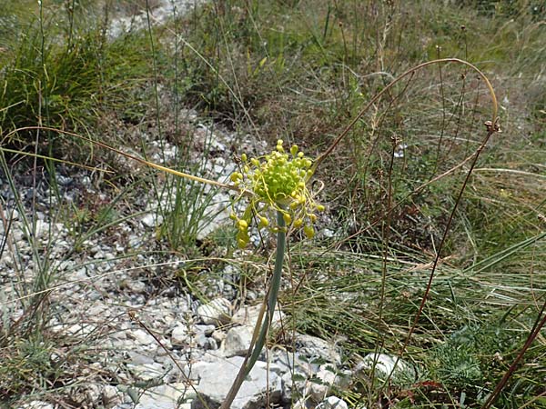 Allium flavum \ Gelber Lauch / Yellow Garlic, A Hainburg 8.7.2023