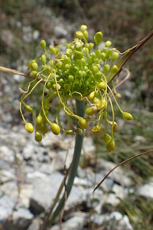 Allium flavum \ Gelber Lauch / Yellow Garlic, A Hainburg 8.7.2023