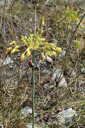Allium flavum \ Gelber Lauch / Yellow Garlic, A Hainburg 8.7.2023