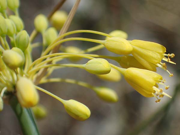 Allium flavum \ Gelber Lauch / Yellow Garlic, A Hainburg 8.7.2023