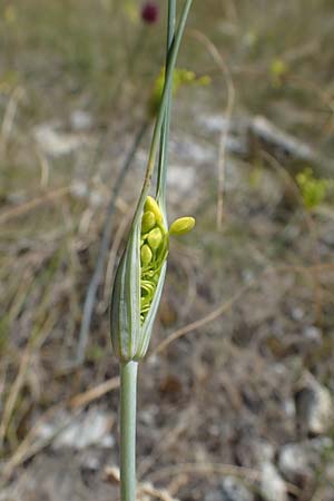 Allium flavum \ Gelber Lauch / Yellow Garlic, A Hainburg 8.7.2023