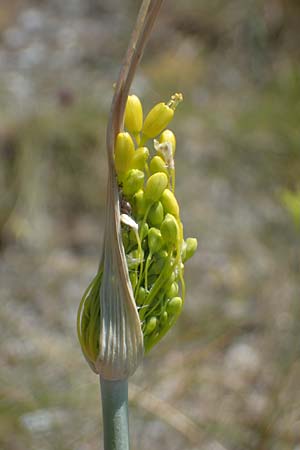 Allium flavum \ Gelber Lauch / Yellow Garlic, A Hainburg 8.7.2023