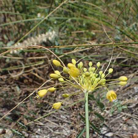 Allium flavum \ Gelber Lauch / Yellow Garlic, A Hainburg 8.7.2023