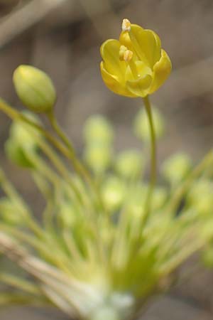 Allium flavum \ Gelber Lauch / Yellow Garlic, A Hainburg 8.7.2023