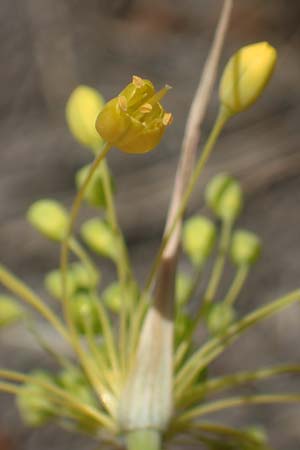 Allium flavum \ Gelber Lauch / Yellow Garlic, A Hainburg 8.7.2023