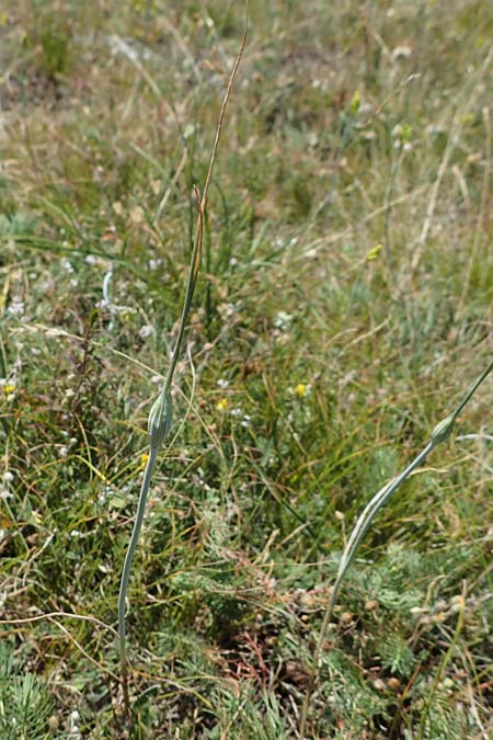 Allium flavum \ Gelber Lauch / Yellow Garlic, A Hainburg 8.7.2023
