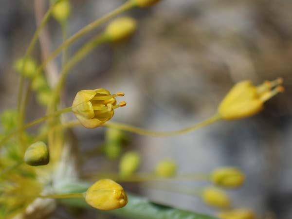 Allium flavum \ Gelber Lauch / Yellow Garlic, A Hainburg 8.7.2023