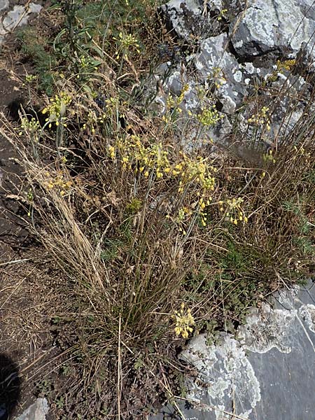 Allium flavum \ Gelber Lauch / Yellow Garlic, A Hainburg 8.7.2023