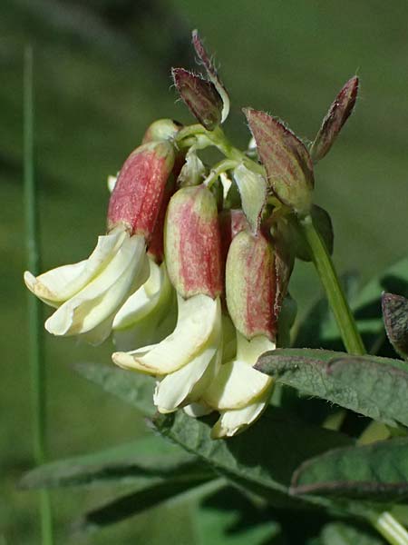 Astragalus frigidus \ Gletscher-Tragant / Pallid Milk-Vetch, A Bad Gastein 29.6.2025
