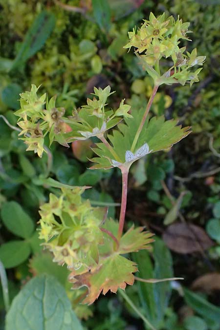 Alchemilla fissa \ Zerschlitzter Frauenmantel / Hairless Lady's Mantle, A Gro&szlig;glockner 11.8.2025
