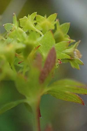 Alchemilla fissa \ Zerschlitzter Frauenmantel / Hairless Lady's Mantle, A Gro&szlig;glockner 11.8.2025