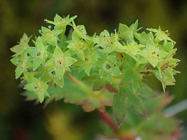 Alchemilla fissa \ Zerschlitzter Frauenmantel / Hairless Lady's Mantle, A Gro&szlig;glockner 11.8.2025