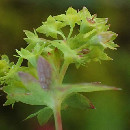 Alchemilla fissa \ Zerschlitzter Frauenmantel / Hairless Lady's Mantle, A Gro&szlig;glockner 11.8.2025