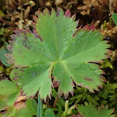 Alchemilla fissa \ Zerschlitzter Frauenmantel / Hairless Lady's Mantle, A Gro&szlig;glockner 11.8.2025