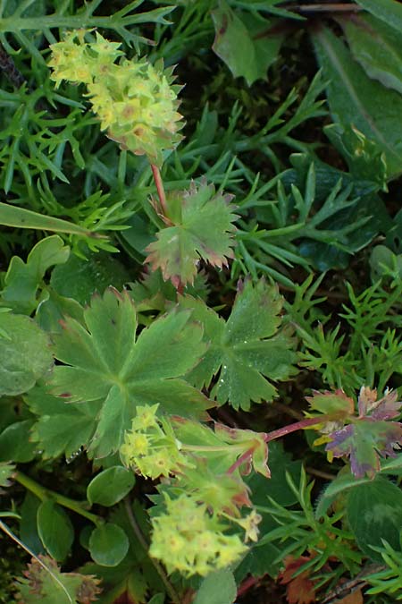 Alchemilla fissa \ Zerschlitzter Frauenmantel / Hairless Lady's Mantle, A Gro&szlig;glockner 11.8.2025