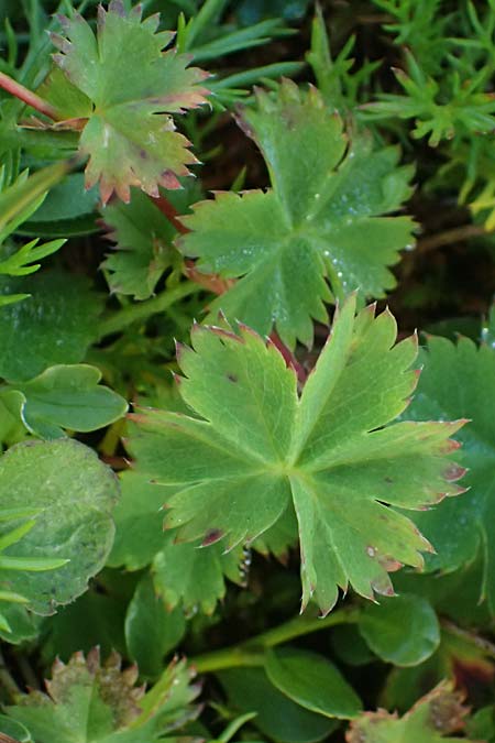 Alchemilla fissa \ Zerschlitzter Frauenmantel / Hairless Lady's Mantle, A Gro&szlig;glockner 11.8.2025