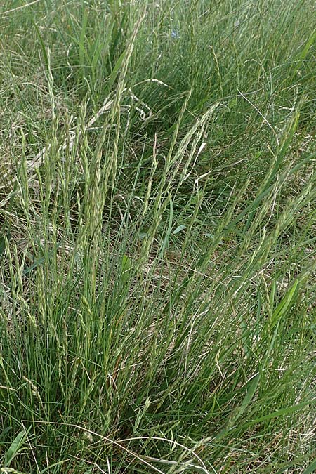 Festuca rupicola ? \ Furchen-Schwingel / Furrowed Fescue, A Seewinkel, Apetlon 8.5.2022