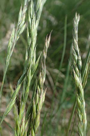 Festuca rupicola ? \ Furchen-Schwingel / Furrowed Fescue, A Seewinkel, Apetlon 8.5.2022