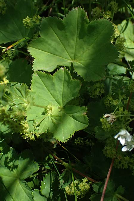 Alchemilla glabra \ Kahler Frauenmantel / Smooth Lady's Mantle, A Trenchtling 6.7.2024