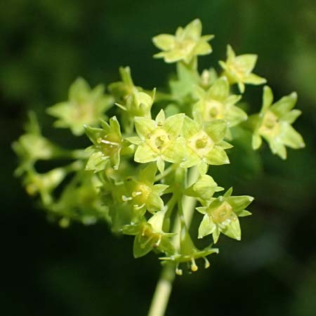 Alchemilla glabra \ Kahler Frauenmantel / Smooth Lady's Mantle, A Trenchtling 6.7.2024