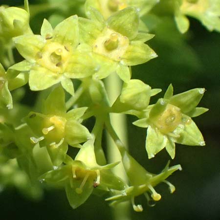 Alchemilla glabra \ Kahler Frauenmantel / Smooth Lady's Mantle, A Trenchtling 6.7.2024