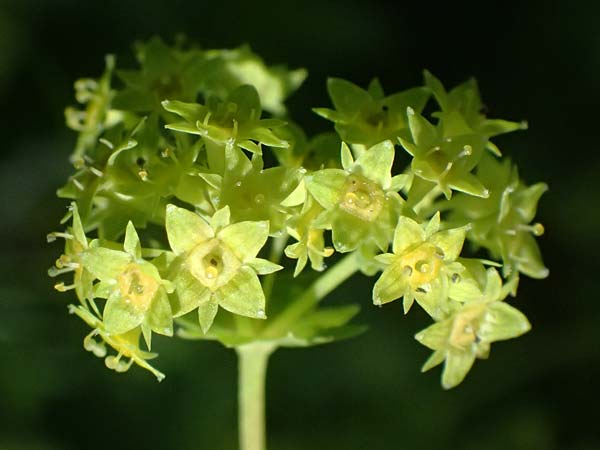 Alchemilla glabra \ Kahler Frauenmantel / Smooth Lady's Mantle, A Trenchtling 6.7.2024