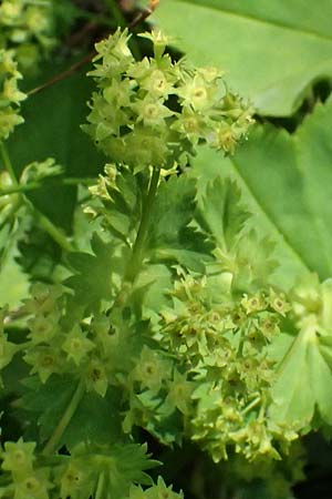 Alchemilla glabra \ Kahler Frauenmantel / Smooth Lady's Mantle, A Trenchtling 6.7.2024