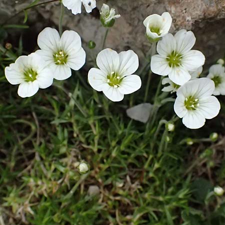 Arenaria grandiflora \ Gro&szlig;bl&uuml;tiges Sandkraut / Large-Flowered Sandwort, A Trenchtling 6.7.2024