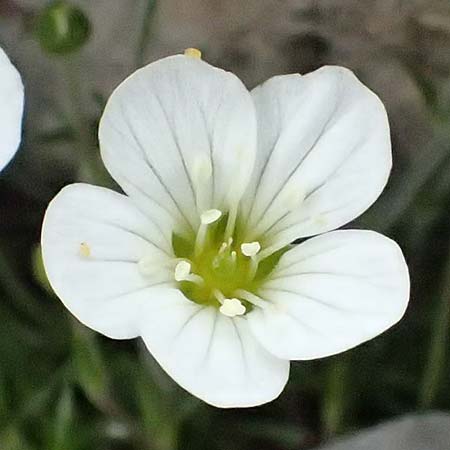 Arenaria grandiflora \ Gro&szlig;bl&uuml;tiges Sandkraut / Large-Flowered Sandwort, A Trenchtling 6.7.2024