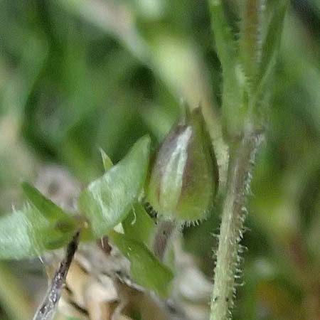 Arenaria grandiflora \ Gro&szlig;bl&uuml;tiges Sandkraut / Large-Flowered Sandwort, A Trenchtling 6.7.2024