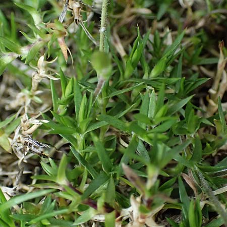 Arenaria grandiflora \ Gro&szlig;bl&uuml;tiges Sandkraut / Large-Flowered Sandwort, A Trenchtling 6.7.2024