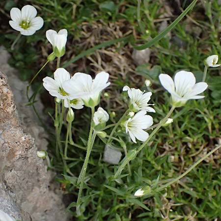 Arenaria grandiflora \ Gro&szlig;bl&uuml;tiges Sandkraut / Large-Flowered Sandwort, A Trenchtling 6.7.2024