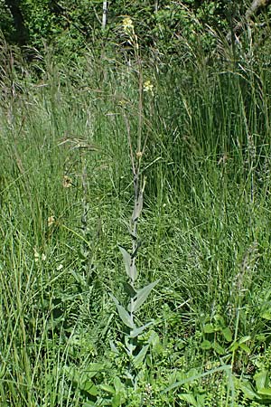 Arabis glabra \ Kahles Turmkraut / Tower Mustard, A Hainburg 10.5.2025