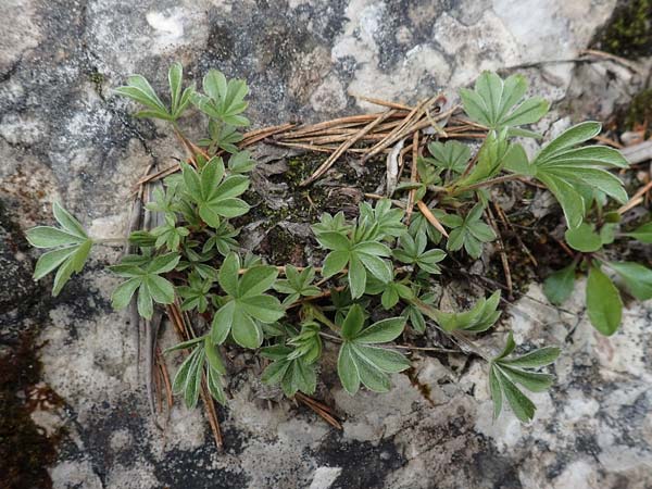Alchemilla hoppeana \ Hoppes Frauenmantel / Hoppe's Lady's Mantle, A Kärnten/Carinthia, Trögerner Klamm 18.5.2016