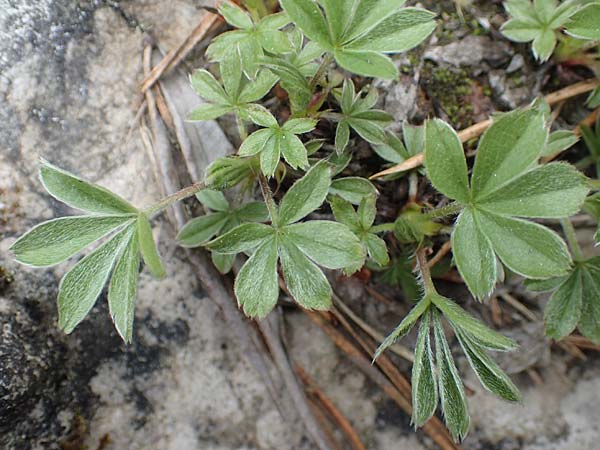 Alchemilla hoppeana \ Hoppes Frauenmantel / Hoppe's Lady's Mantle, A Kärnten/Carinthia, Trögerner Klamm 18.5.2016