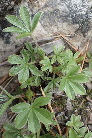 Alchemilla hoppeana \ Hoppes Frauenmantel / Hoppe's Lady's Mantle, A Kärnten/Carinthia, Trögerner Klamm 18.5.2016