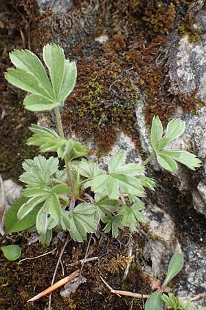 Alchemilla hoppeana \ Hoppes Frauenmantel / Hoppe's Lady's Mantle, A Kärnten/Carinthia, Trögerner Klamm 18.5.2016