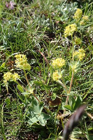 Alchemilla glaucescens ? \ Weichhaariger Frauenmantel, Bastard-Frauenmantel / Bastard Lady's Mantle, A Nockberge, Eisentaler Höhe 10.7.2019