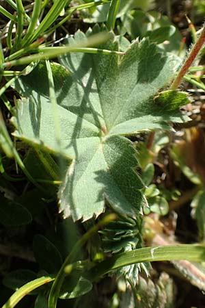 Alchemilla glaucescens ? \ Weichhaariger Frauenmantel, Bastard-Frauenmantel / Bastard Lady's Mantle, A Nockberge, Eisentaler Höhe 10.7.2019