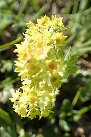 Alchemilla glaucescens ? \ Weichhaariger Frauenmantel, Bastard-Frauenmantel / Bastard Lady's Mantle, A Nockberge, Eisentaler Höhe 10.7.2019
